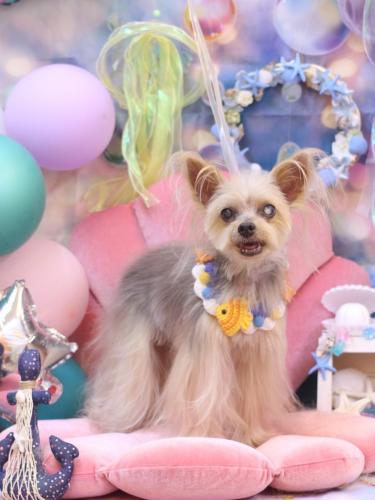 20240804ココちゃん